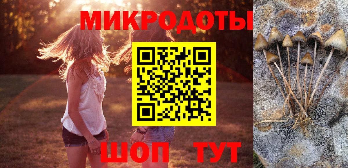 Псилоцибиновые грибы Psilocybe Хасавюрт